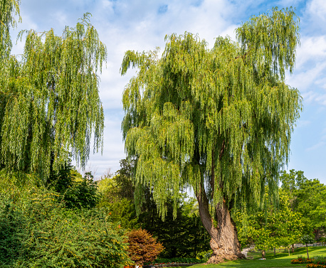 Willow trees in the park with blue sky