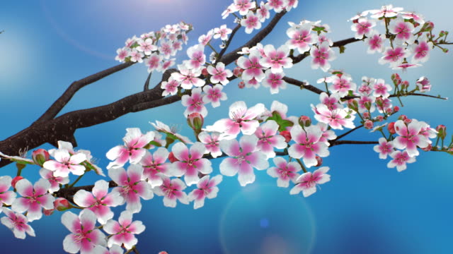 Spring_Cherry blossom