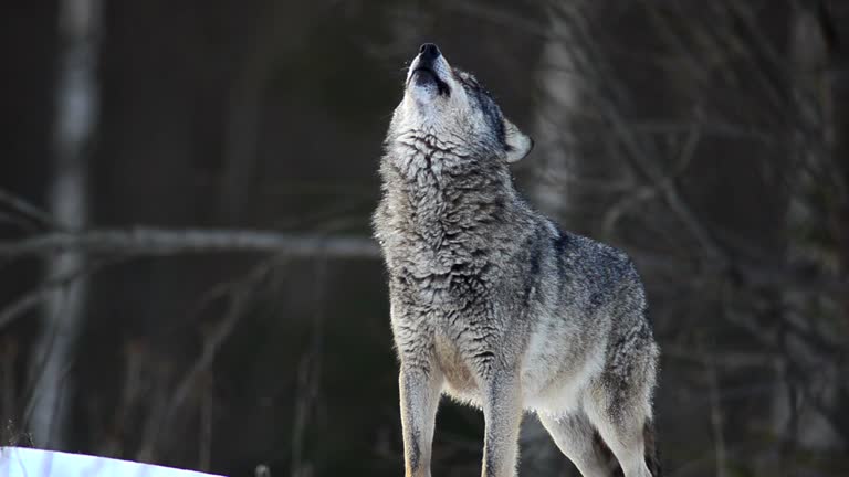 Howling Wolf