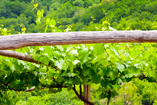 Vines and new leaves in springtime hanging from rustic logs. Mountain forest in the background.Ribeira Sacra, Galicia, Spain. Copy space available.