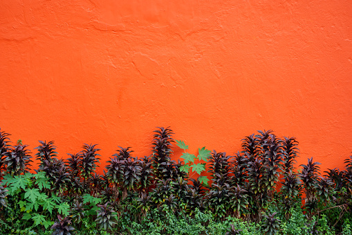 Thriving plants on a textured orange wall.