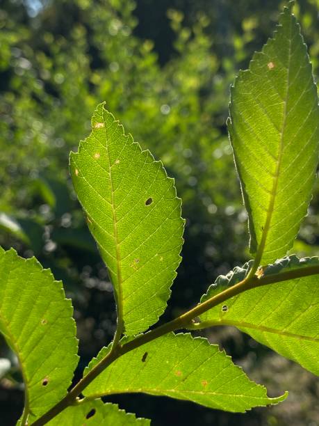 istock green leaves in sunlight 1637870278