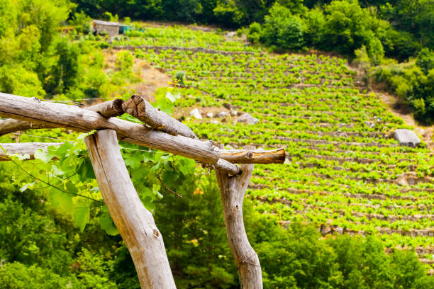 Vines and new leaves in springtime hanging from rustic logs. terraced vineyard in the background.Ribeira Sacra, Galicia, Spain.