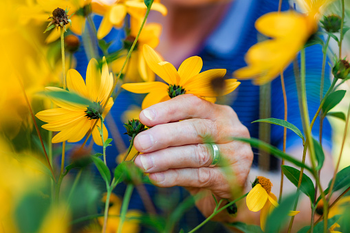 Portrait of a senior man in his 70s pruning and nurturing the yellow flowers in the garden. The man is dressed casually in summer attire of straw hat and blue polo shirt.