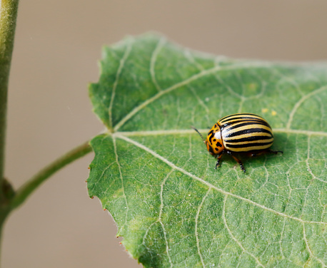 Colorado beetle eats a potato leaves young. Pests destroy a crop in the field. Parasites in wildlife and agriculture.