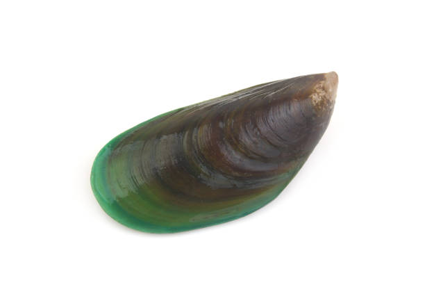 istock One green mussel isolated on white 1637894450
