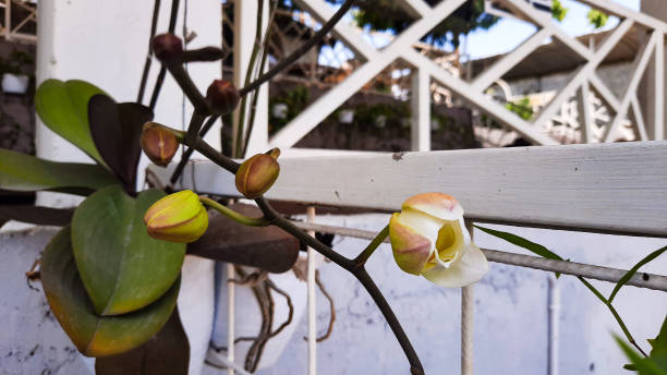 istock Moon orchid flower buds 1637913761