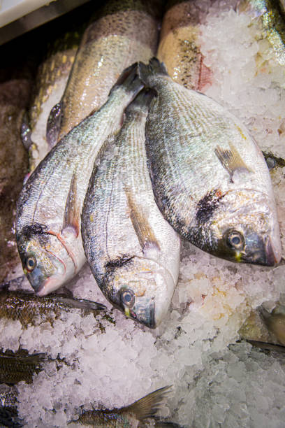 istock Dorade fish on ice at the seafood booth 1637919708