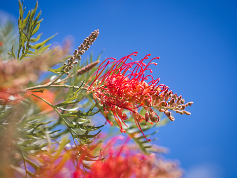 A fully developed red grevillea with some slightly yellow petals at the center of the blossomed flower against a bright blue sky.