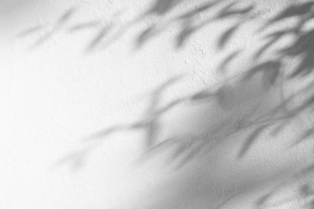 istock Gray shadows of leaves on a white wall 1637936794