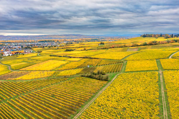 istock Vineyards in the Rheingau/Germany 1637942749