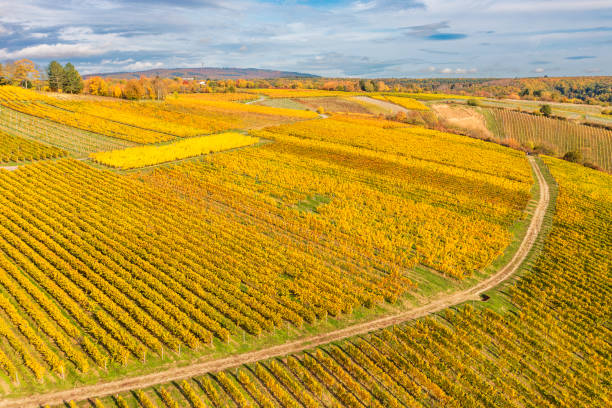 istock Vineyards in the Rheingau/Germany 1637942753