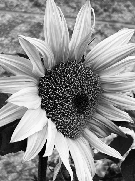 istock Close up of a sunflower 1637946037