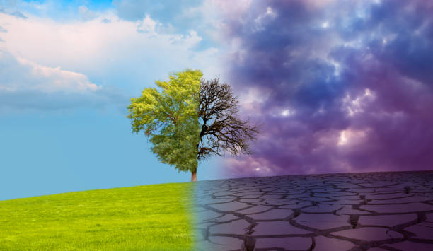 istock Dead tree with lightning on one side and living tree on the different side 1637952972