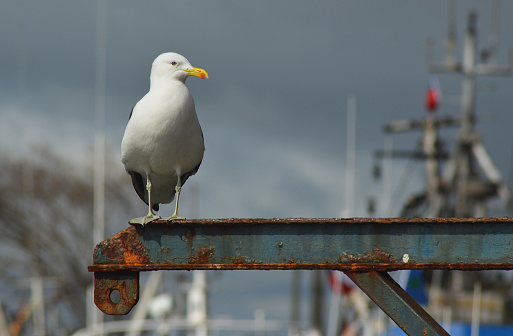 Seagull at the beach, Brighton Palace Pier, Brighton, United Kingdom.