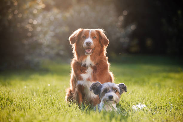 Two dog friends sitting on meadow Two dog friends sitting together on meadow. Cute terrier and retriever on sunny summer day. lap dog photos stock pictures, royalty-free photos & images
