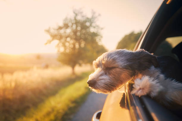 Happy lap dog looking out of car window. Cute terrier enjoying road trip at sunny summer day.