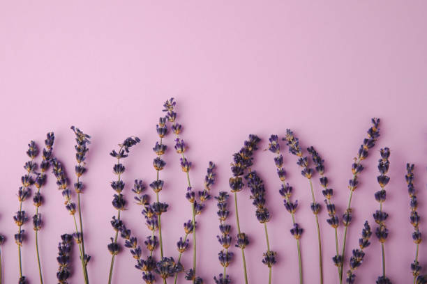 istock Lavender flowers on a pink background. Fragrant bouquet. Flat composition. Flatley. Place for text, Place for copy. MOCAP 1637982018