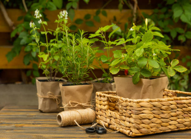 Herbs in a pot. Assorted fresh herbs growing in pots on a dark textured background. Close-up. Rosemary, basil, mint, thyme and oregano. Mixed fresh aromatic herbs in a pot.Spicy herbs.Place for text. hierbas en una olla. surtido de hierbas frescas que crecen en macetas sobre un fondo de textura oscura. primer plano. romero, albahaca, menta, tomillo y orégano. mezcla de hierbas aromáticas frescas en una olla. hierbas picantes. lugar para el texto.