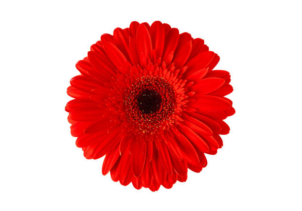 istock Red gerber isolated on white background. Spring Flower. Holiday concept. 1637988525