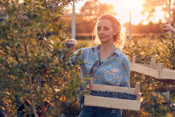 istock Farmer picking fresh blueberries on a farm. 1637998808
