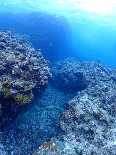 istock Coral on the deep seabed, Ishigaki Island 1638002029