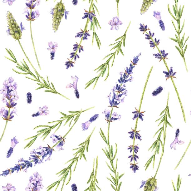 istock Watercolor botanical illustration. Seamless pattern of purple lavender wild flowers. Fragrant field herb. Hand drawn on a white background. For wrapping paper, fabrics for home textiles, clothing 1638009822