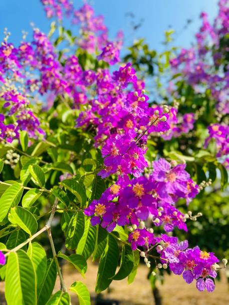Lagerstroemia speciosa