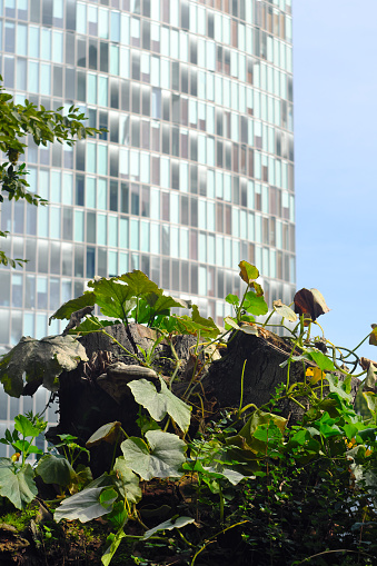 skyscraper and tree trunk with growing plants,antagonism,modern world in contast to evanescent nature concept.Focus on foreground
