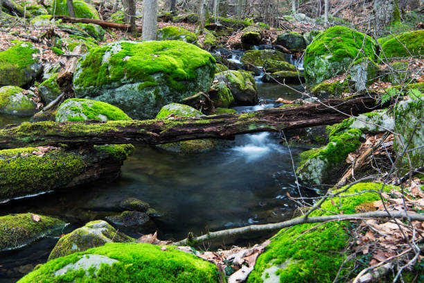 Small stream in Iruelas Valley Natural Park, Avila, Spain