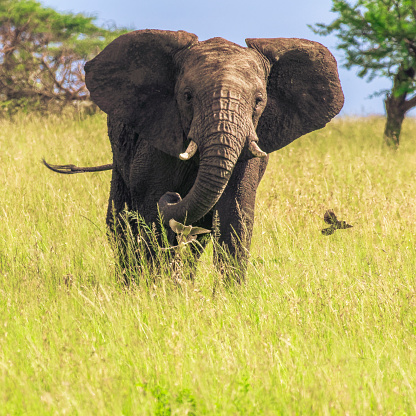 Elephant coming to you in Serengeti