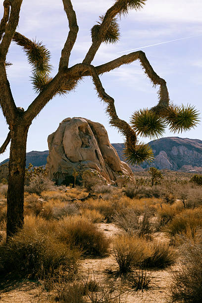 Joshua Tree national park Joshua Tree national park, California, USA - one of bigger and famous desert nature and wildlife reserve areas in the USA. Part of the Mojave desert. Have the name from the iconic plant Joshua Tree - Yucca brevifolia. bush land natural phenomenon environmental conservation stone stock pictures, royalty-free photos & images