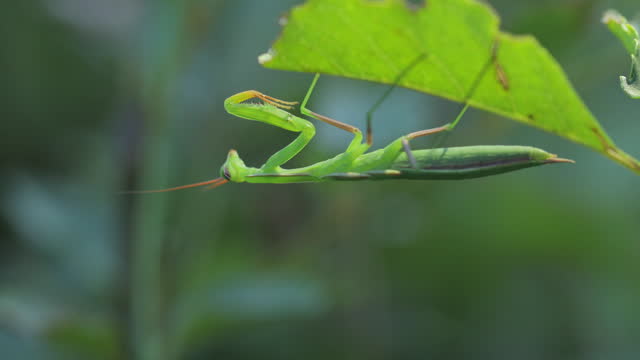 Macro of Praying Mantis in the Wild