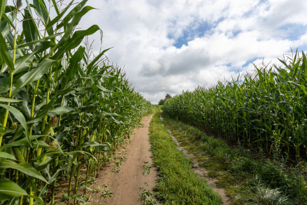 istock Corn growing on a farm in the countryside 1638072805