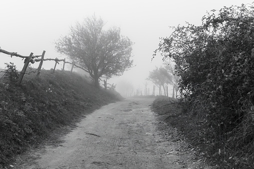 A rural road and a tree in the farm on a foggy day in black and white