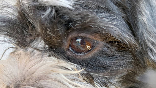 istock close up of dog eye sleepy expression. 1638078776
