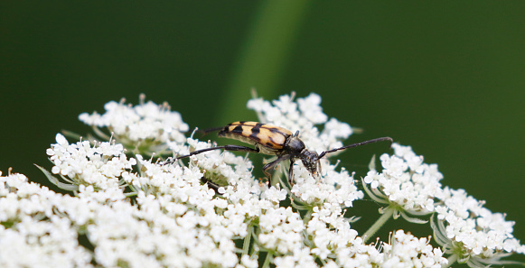 Leptura quadrifasciata, the spotted longhorn beetle, is a species of beetle in the family Cerambycidae. It was described by Carl Linnaeus in his landmark 1758 10th edition of Systema Naturae. 
Adult beetles are 11–20 mm long, black with four more or less continuous transverse yellow bands. In extreme cases the elytra may be almost entirely black. It is found throughout the Northern and Central Palaearctic region. 
Larvae make meandering galleries in various trees, including oak, beech, birch, willow, alder, elder and spruce. The life cycle lasts two or three years.
The adults are very common flower-visitors, especially Apiaceae species, feeding on pollen and the nectar (source Wikipedia). 

This is a common Species in the Netherlands on the described Habitats.