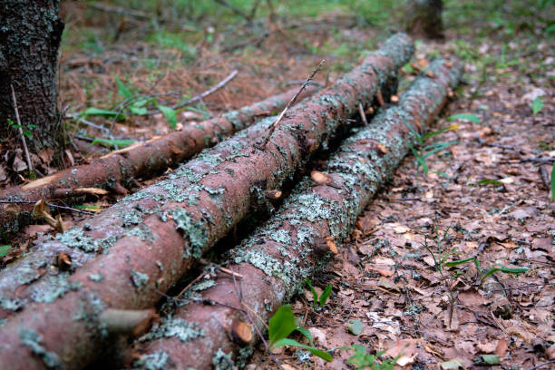 istock Pine trunks lying in the forest on the ground covered with moss. Selective focus 1638087123