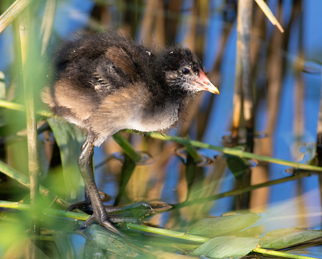 Common moorhen, Gallinula chloropus. A young bird, a chick, standing on the stalks of a reed tree