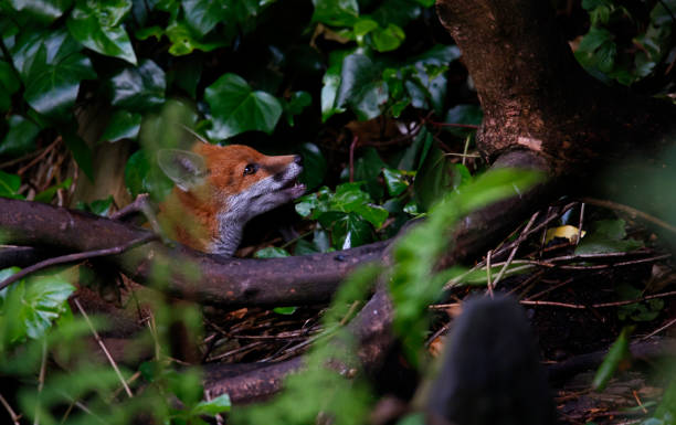 istock Young fox cubs playing and exploring the garden 1638088240