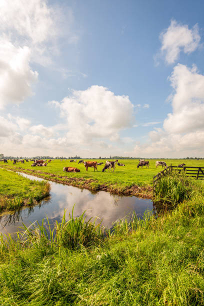 istock Dutch polder landscape with grazing cows 1638092595