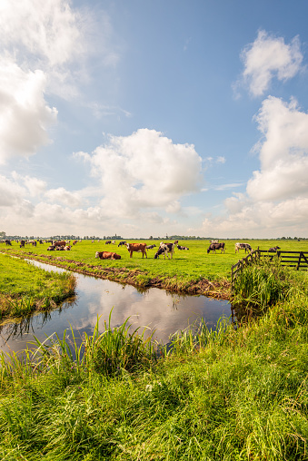 Typical Dutch polder landscape with grazing cows in the meadow and clouds reflected in the mirror smooth water surface of the ditch. The photo was taken near the village of Langerak, South Holland.