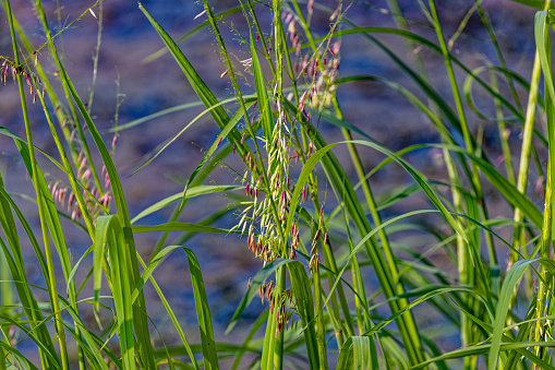 Northern wild rice (Zizania palustris) from Wisconsin. Annual plant native to the Great Lakes region of North America.