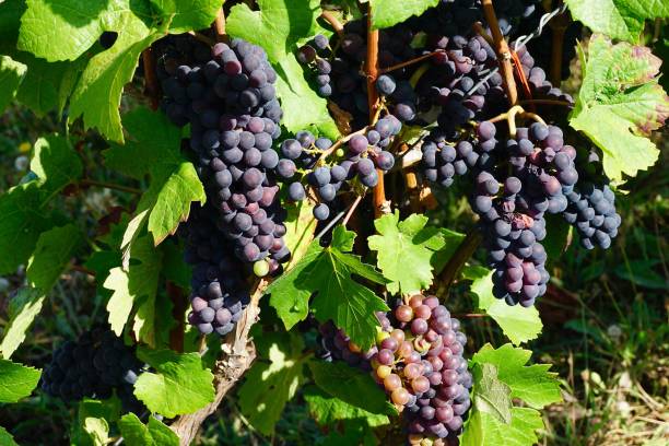 istock gravel, ripe grapes 1638117743