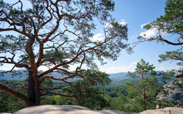 istock Big old pine tree growing on rocky mountain top under blue sky on summer mountain view background 1638119916