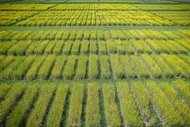 aerial of the university of saskatchewan lands management area in saskatoon - saskatoon saskatchewan university canada imagens e fotografias de stock