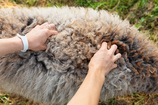 The girl's hand touching sheep's wool is dirty. Soft and cozy animal