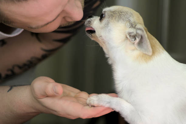 sunny le chihuahua donnant sa patte à son propriétaire en espérant une gâterie - chihuahua stroking pets human hand photos et images de collection
