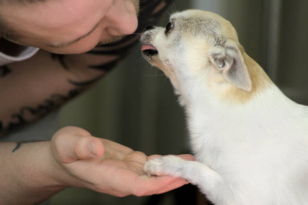 써니 치와와는 주인에게 발을 내밀고 간식을 기대하고 있습니다 - chihuahua stroking pets human hand 뉴스 사진 이미지