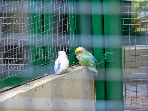 photo of a bird in a large cage